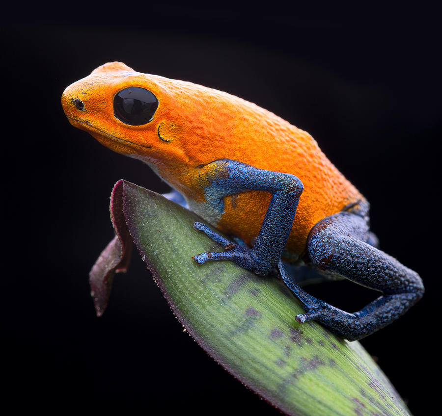 Jungle Photograph - Orange Strawberry Poison Dart Frog by Dirk Ercken