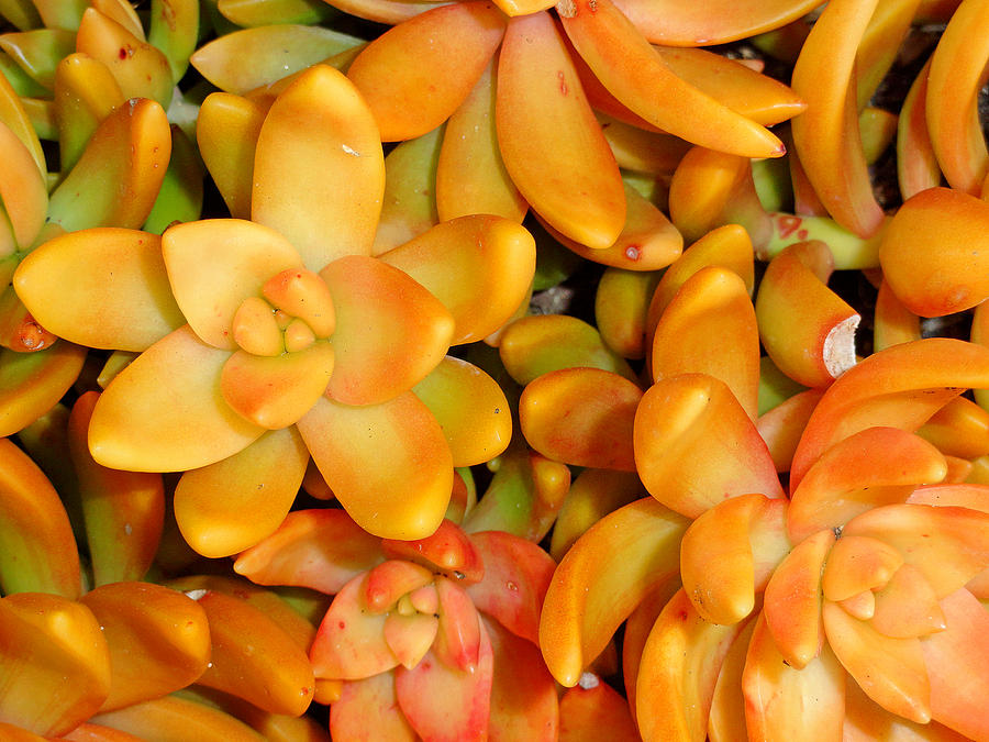Orange Succulents Photograph by Robert Meyers-Lussier