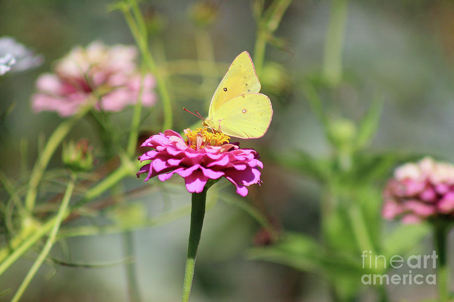 Orange Sulphur Butterfly in Garden Photograph by Karen Adams