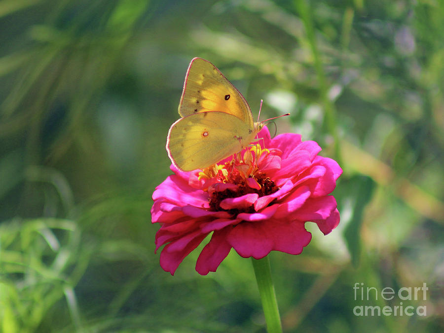 Orange Sulphur Butterfly in Summer Photograph by Karen Adams