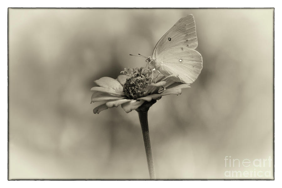 Orange Sulphur Butterfly Memory Photograph by Karen Adams