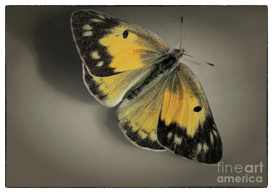 Orange Sulphur Butterfly on Brown with Border Photograph by Karen Adams