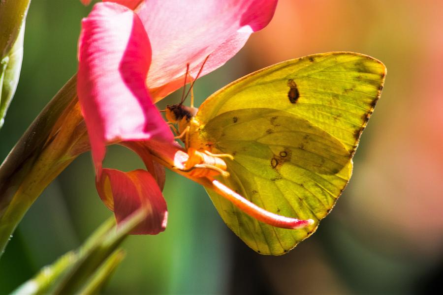 Butterfly Photograph - Orange Sulphur Butterfly on Canna by Mary Ann Artz