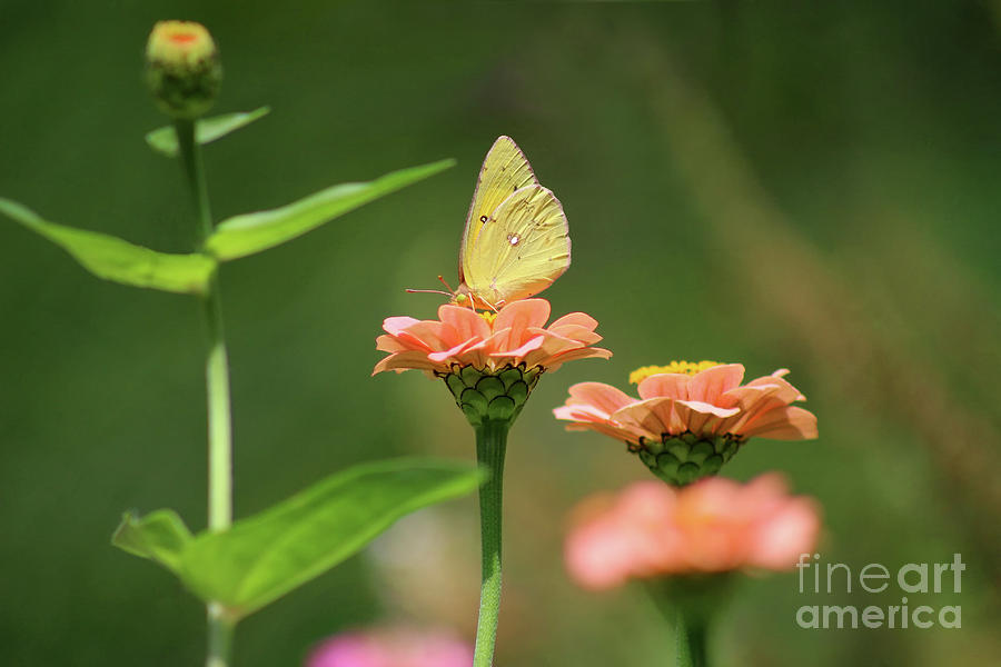 Orange Sulphur Butterfly on Orange Zinnia Photograph by Karen Adams