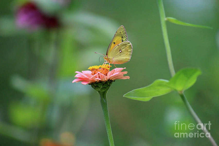 Orange Sulphur Butterfly Stillness Photograph by Karen Adams