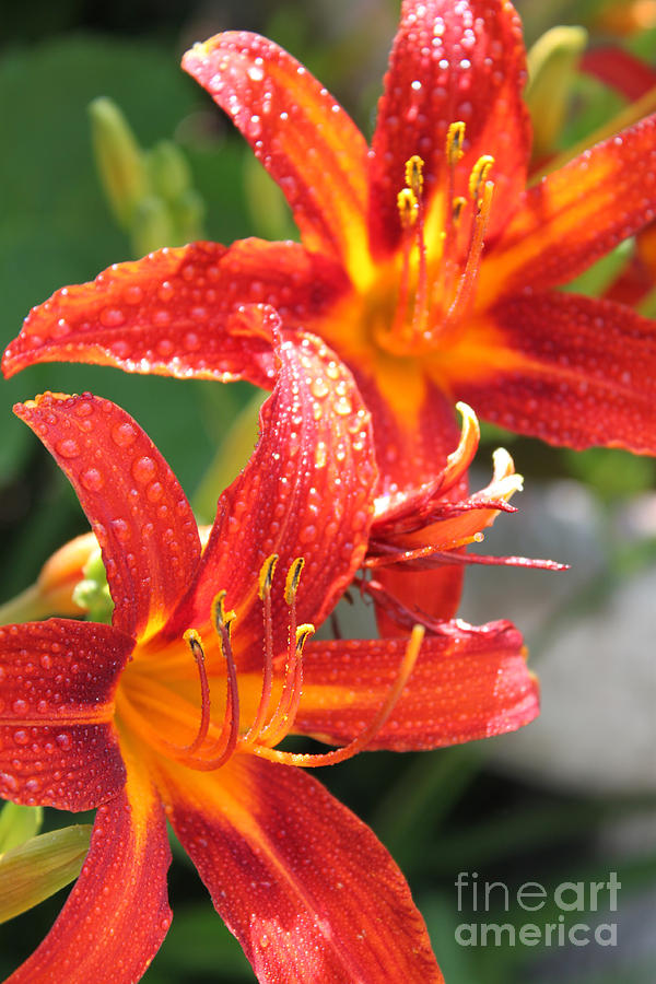 Orange Summer Lilies Photograph by Cathy Beharriell
