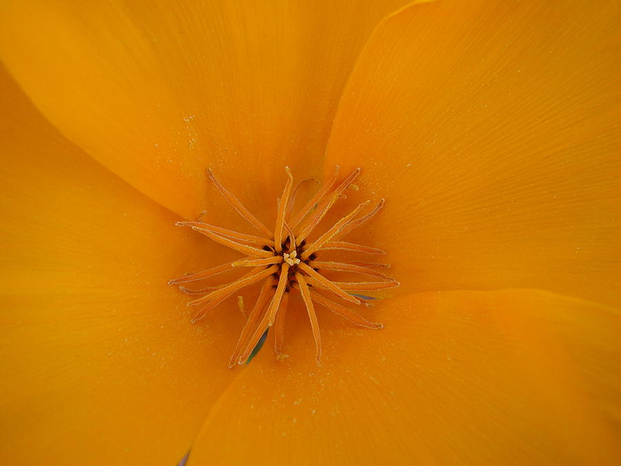 Orange Poppy Photograph - Orange Sunburst by Liz Vernand