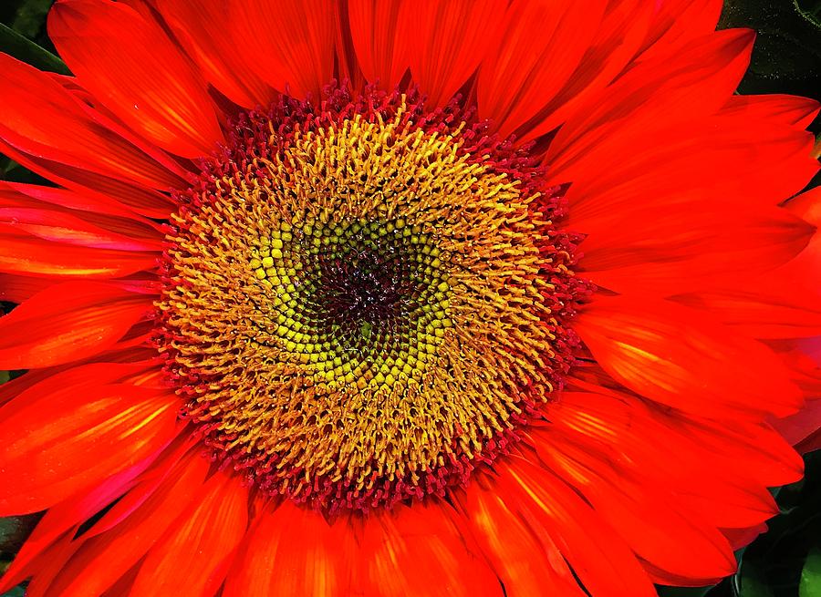 Orange Sunflower Photograph by Bruce Bley