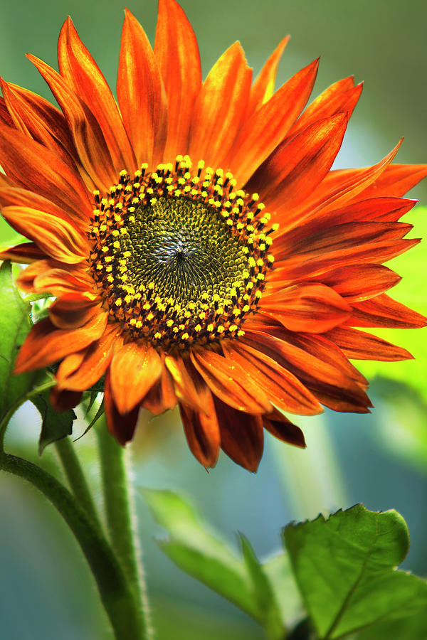 Sunflower Photograph - Orange Sunflower by Christina Rollo