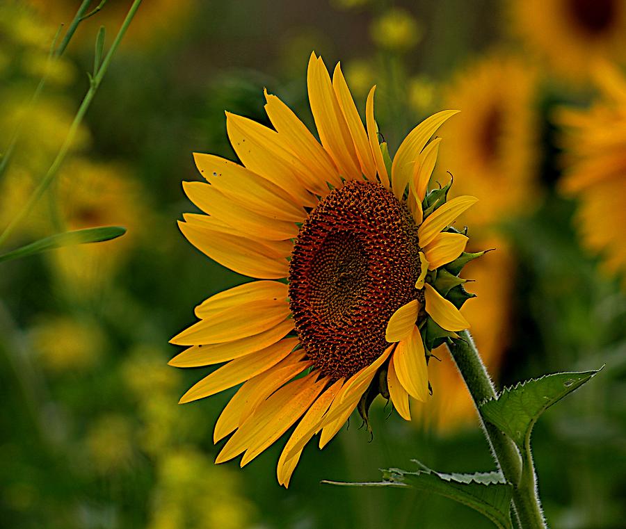Orange Sunflower Photograph by Karen McKenzie McAdoo