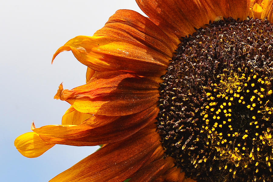 Orange Sunflower Photograph by Marion McCristall