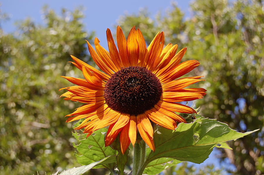 Orange Sunflower Photograph by Patty Vicknair