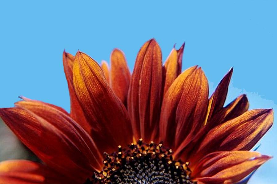 Landscape Photograph - Orange Sunflower by Sarah Anderson Landscape Photograph - Orange Sunflower by Sarah Anderson
