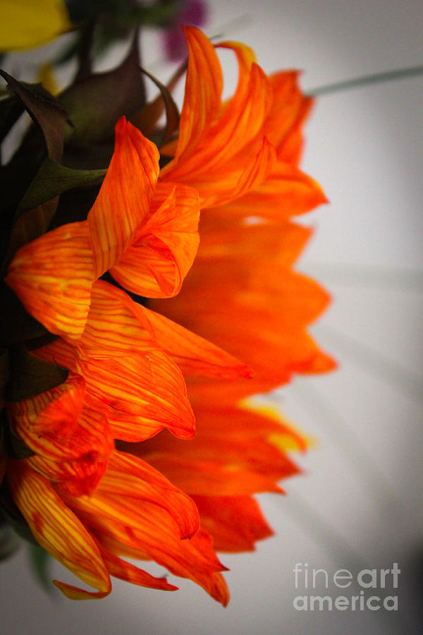 Sunflower Photograph - Orange Sunflower by Stephanie Hanson