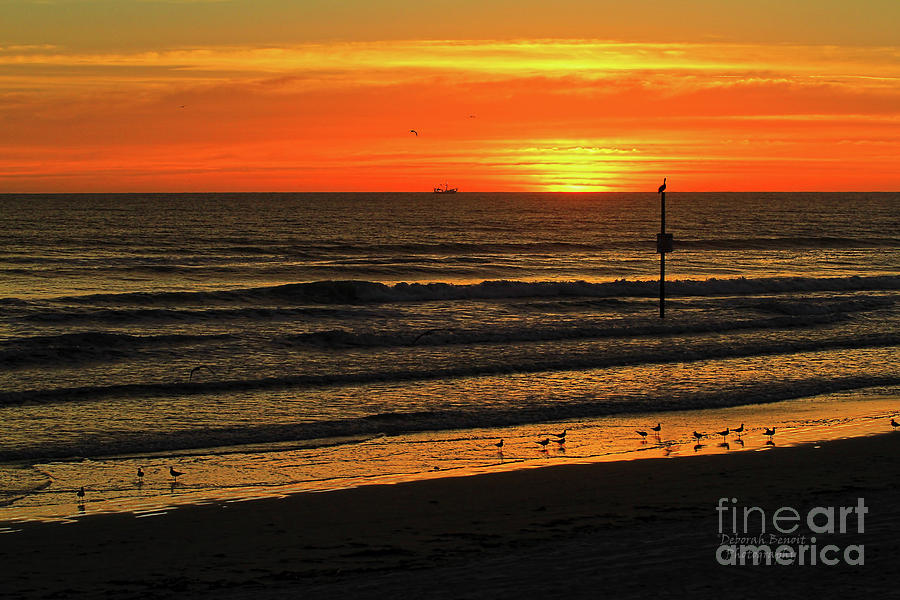 Bird Photograph - Orange Sunrise Morning by Deborah Benoit