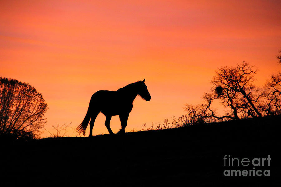 Horse Photograph - Orange Sunrise by Stephanie Laird