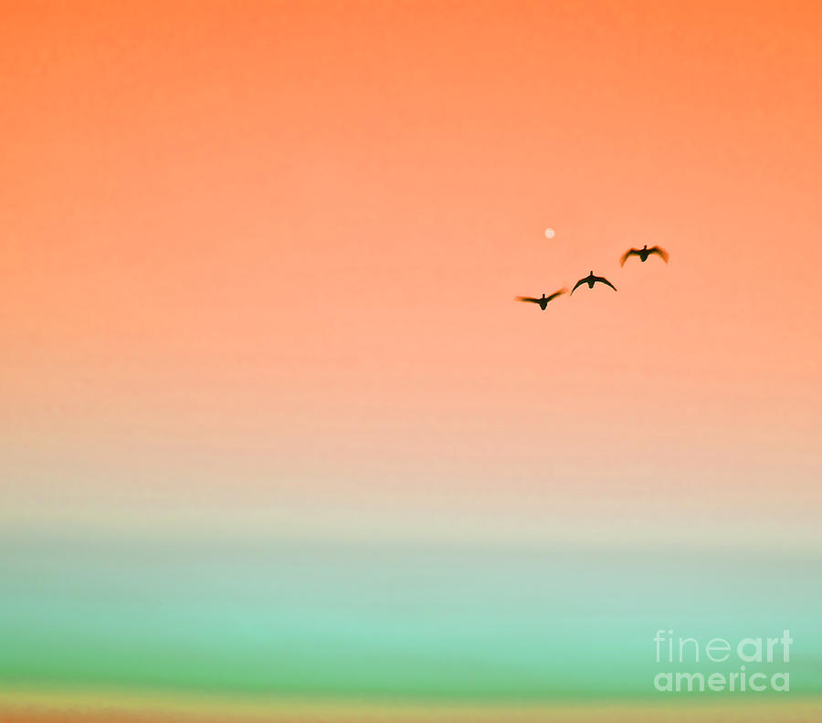 Orange Sunset Birds Photograph by Alex Art