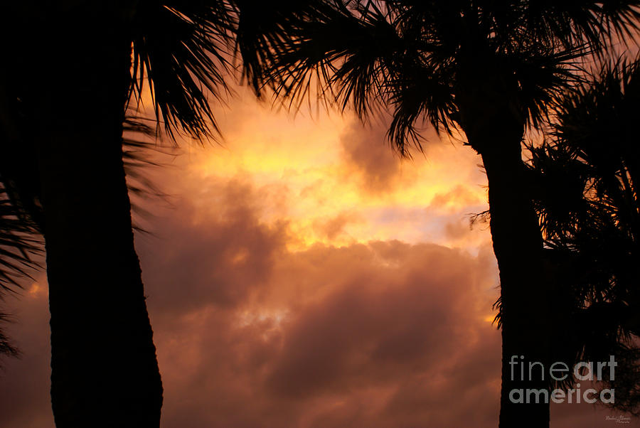 Orange Sunset Silhouette Photograph by Jennifer White