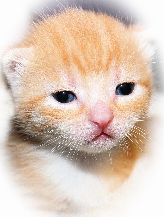 baby orange tabby cats