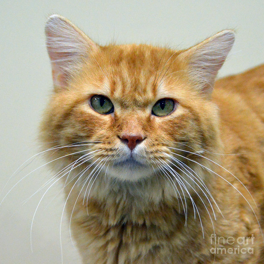 Orange Tabby Cat Photograph by Catherine Sherman