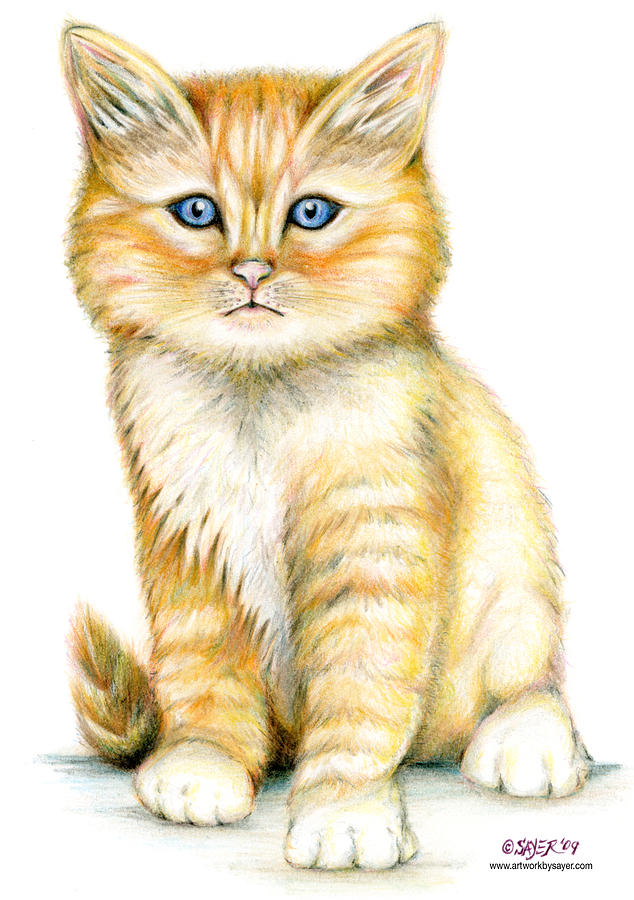 Orange Tabby Drawing by James Sayer