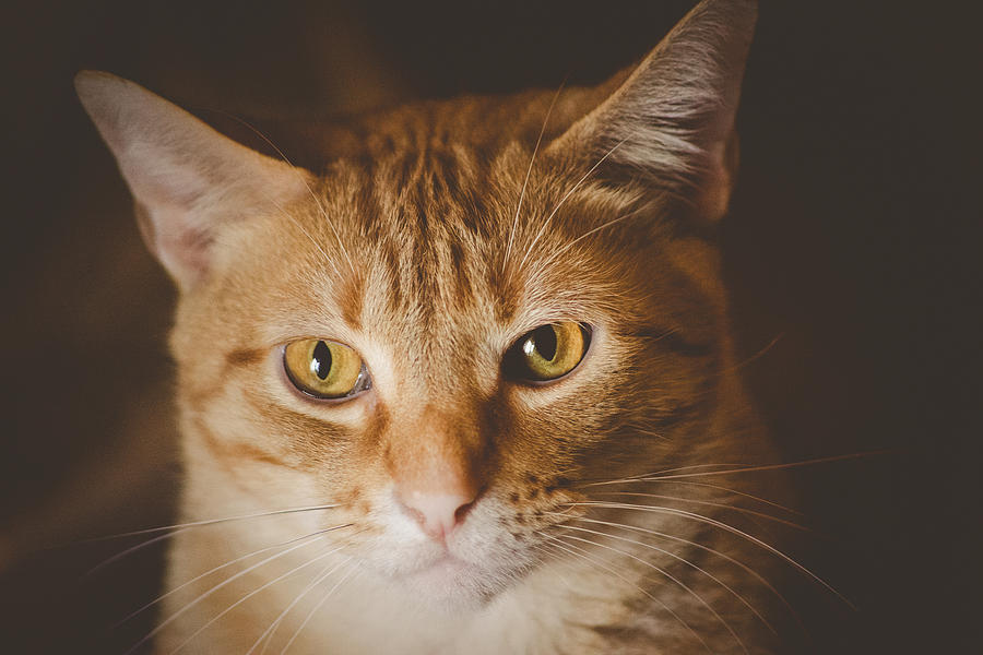 Orange Tabby Photograph by Jennifer Southard | Fine Art America