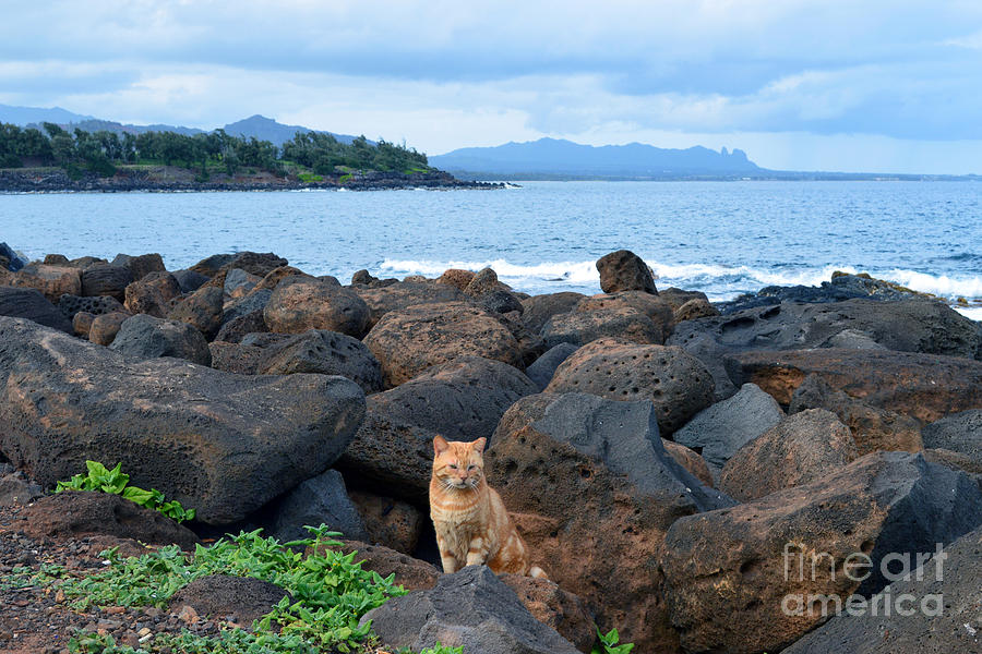 Orange Tabby Kauai Cat Photograph by Catherine Sherman