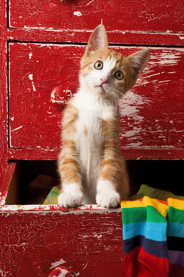 Orange tabby kitten in red drawer  Photograph by Garry Gay