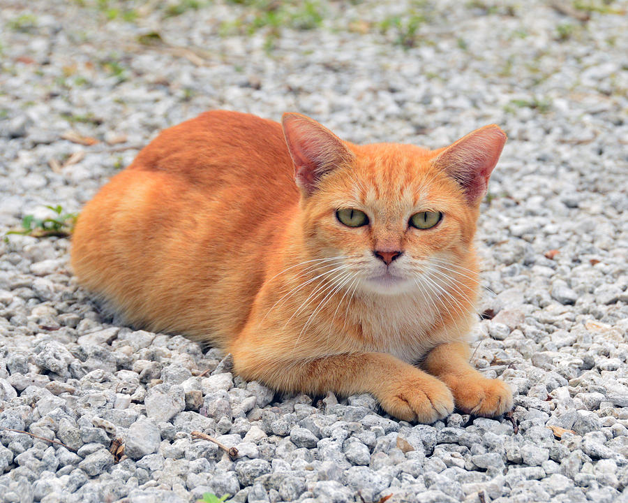 Orange Tabby Kitten In The Bahamas Photograph