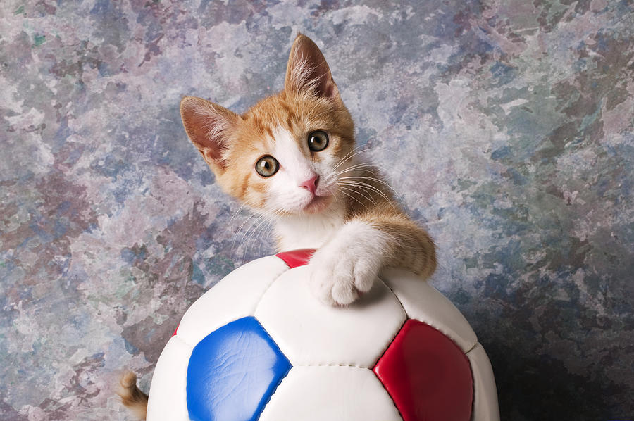 Cat Photograph - Orange tabby kitten with soccer ball by Garry Gay