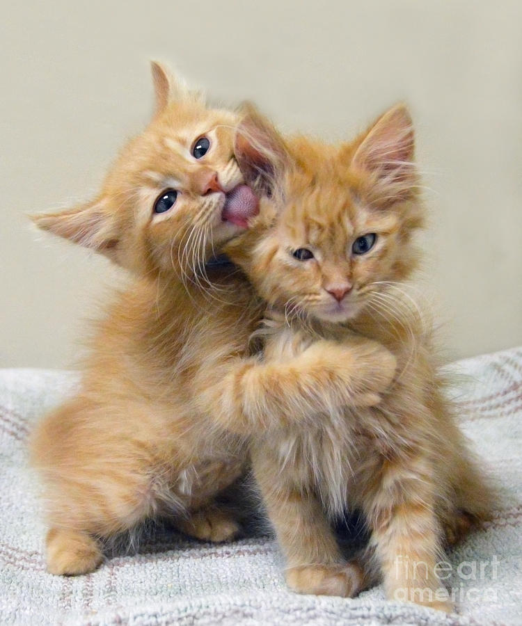 Orange Tabby Kittens Photograph by Catherine Sherman