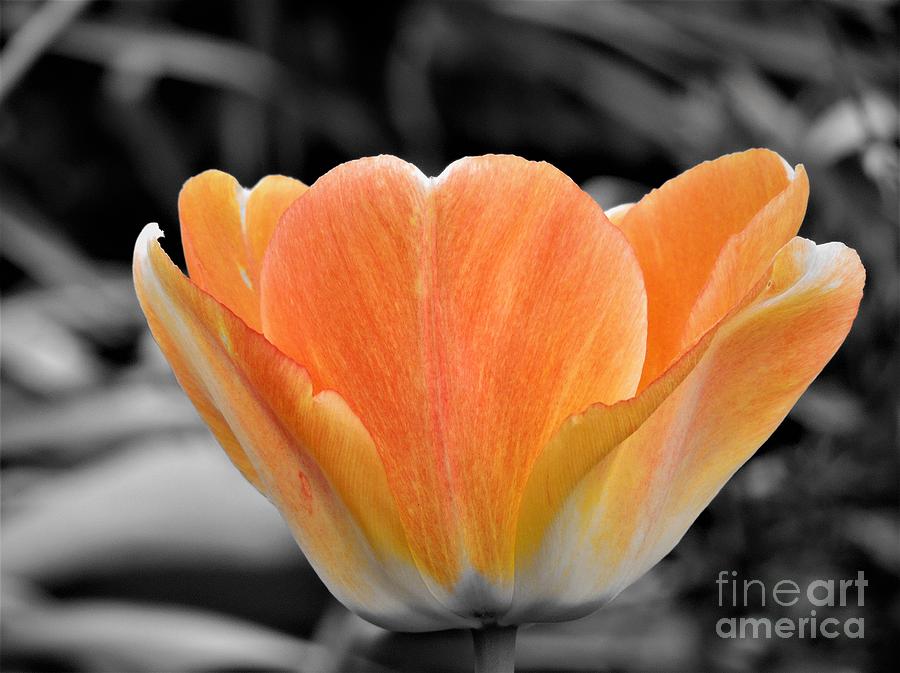 Orange Tea Cup Tulip Photograph by Chad and Stacey Hall