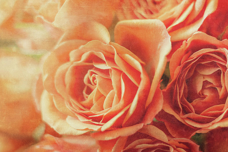 Rose Digital Art - Orange Tea Roses - Textured by SharaLee Art