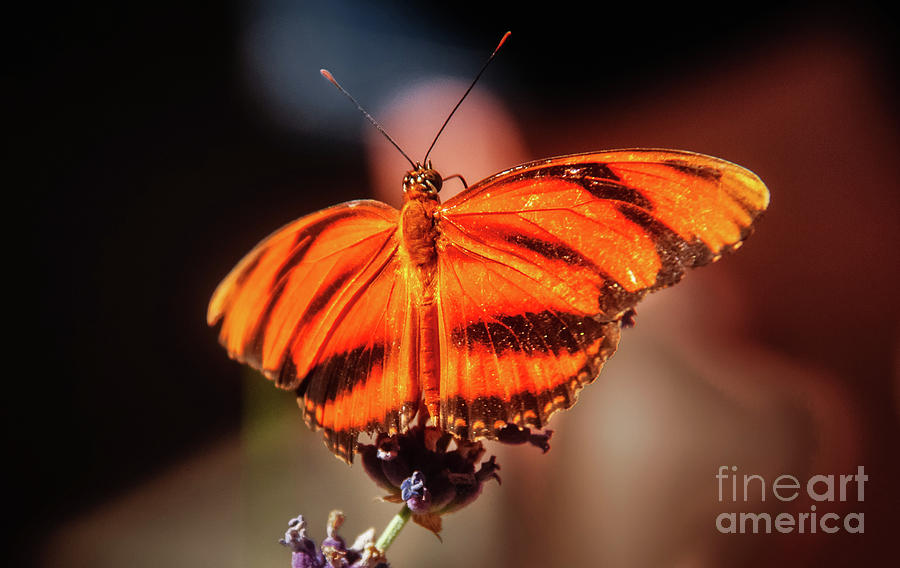 Butterfly Photograph - Orange Tiger Butterfly by Robert Bales