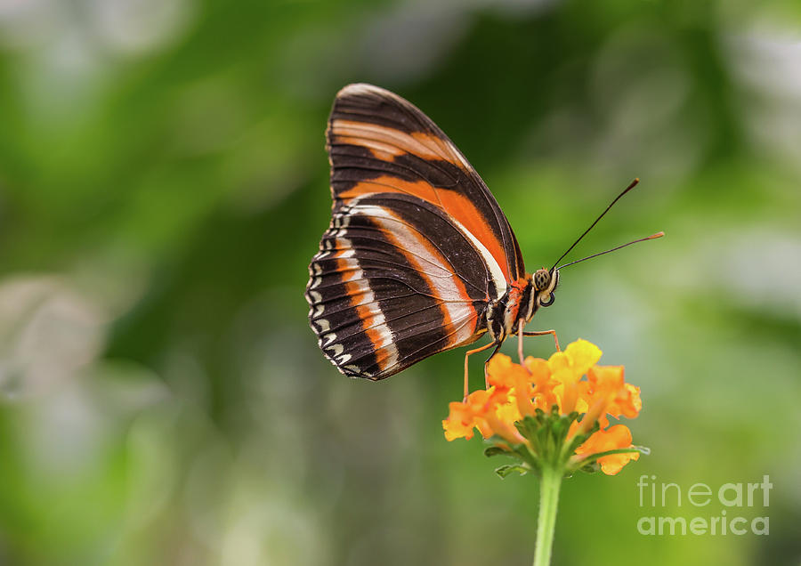 Orange Tiger Photograph by Eva Lechner