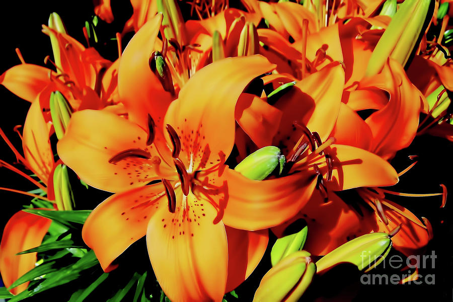 Orange Tiger Lilies Photograph by D Hackett