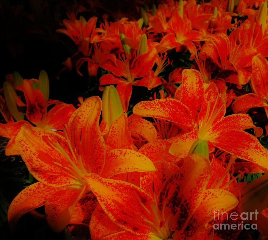 Lily Photograph - Spicey Tiger Lilies by Sharon Ackley