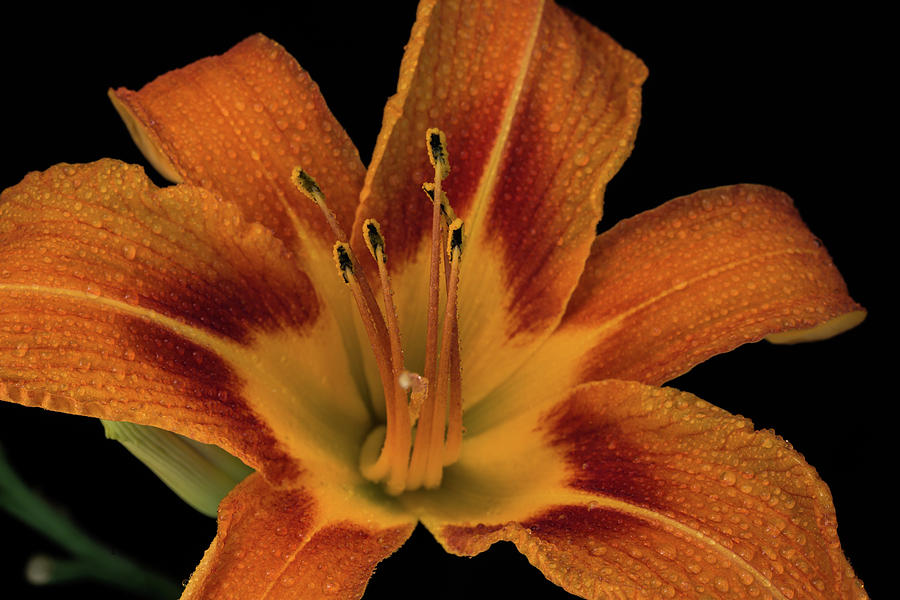 Lily Photograph - Orange Tiger Lily by Greg Thiemeyer