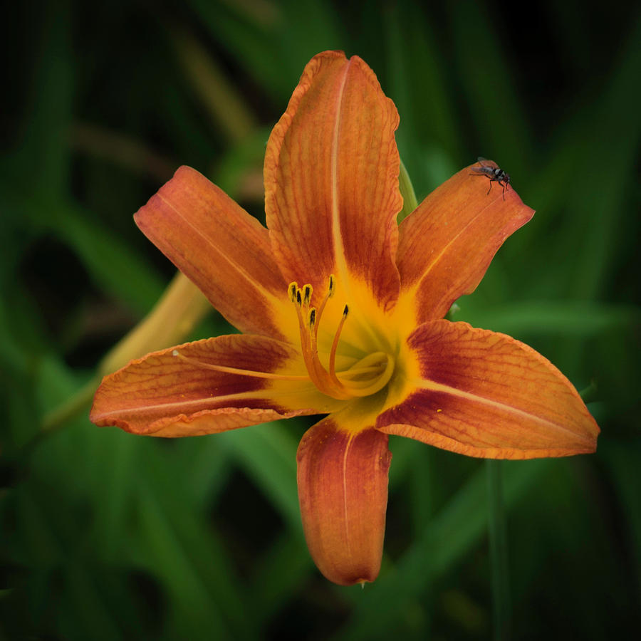 Tiger Lily Photograph - Orange Tiger Lily by Kenneth Cole