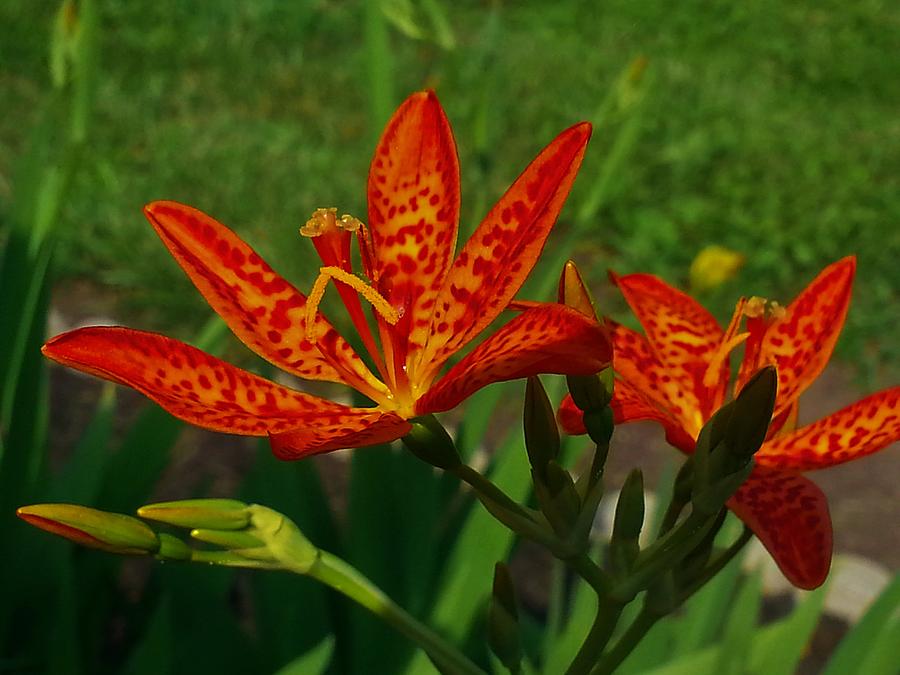Orange Tiger Lily Photograph