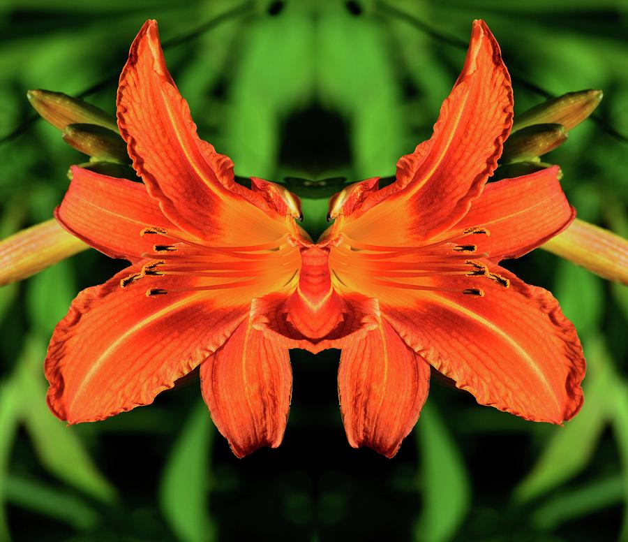 Orange Tiger Lily Three  Digital Art by Lyle Crump
