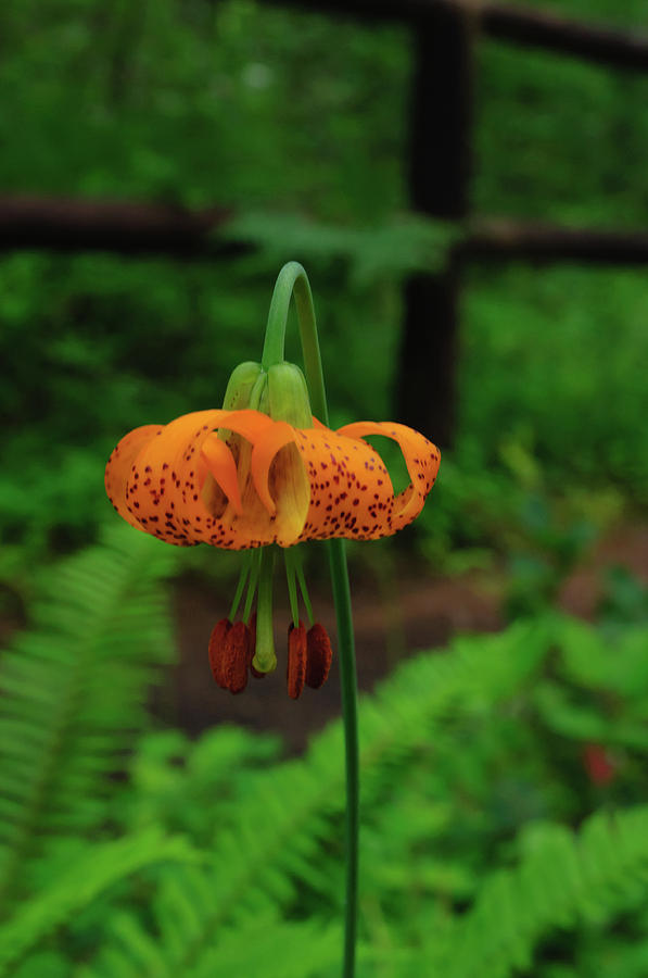 Orange Tiger Lily Photograph by Tikvahs Hope