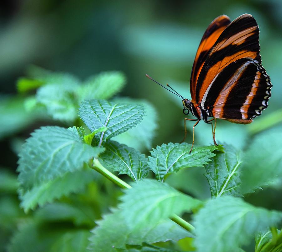 Orange Tiger Photograph by Rand Ningali
