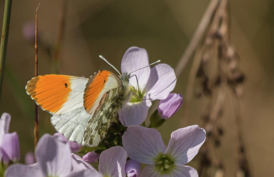 Orange Tip on Ladys Mantle Photograph by Wendy Cooper