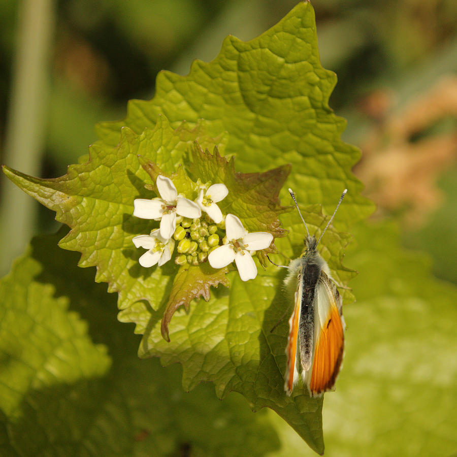 Orange Tip With Flowers Photograph
