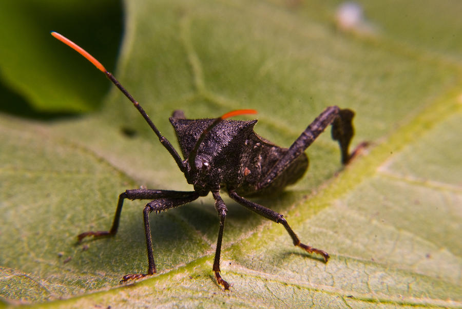 Orange Tipped Antennae Photograph by Douglas Barnett - Fine Art America