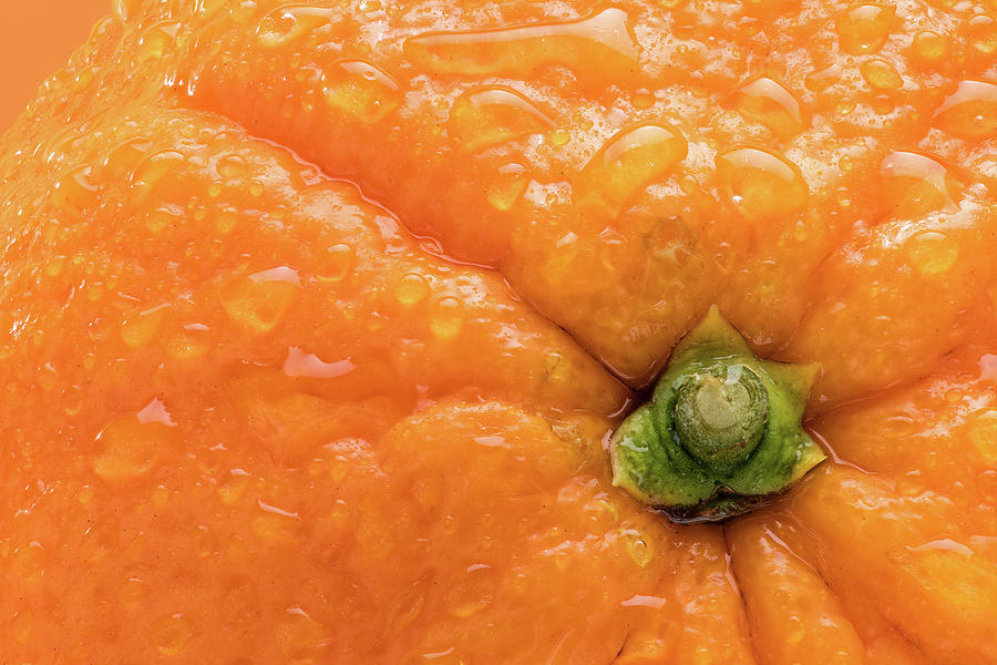 Orange Top Photograph by Steve Gadomski - Fine Art America