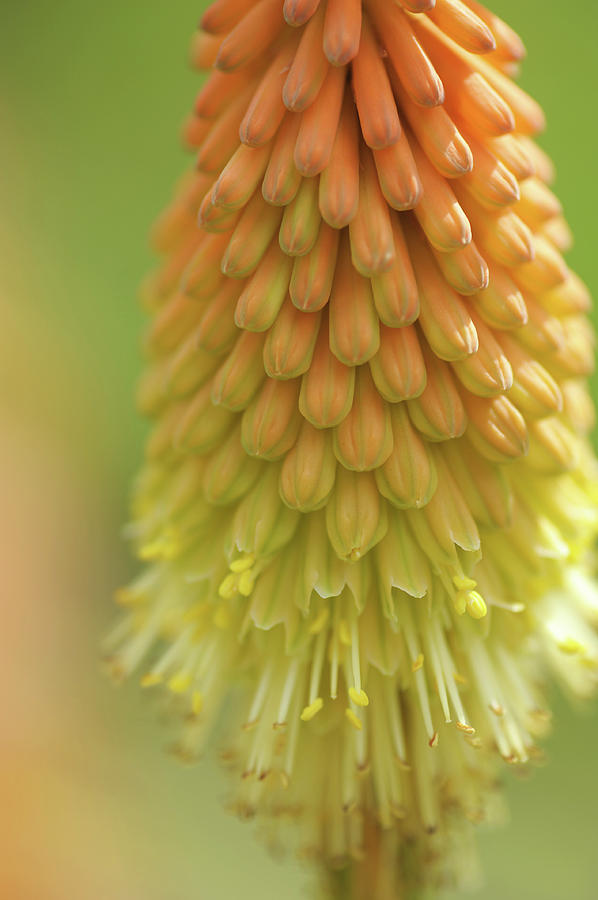 Orange Torch. Red Hot Poker Photograph by Jenny Rainbow