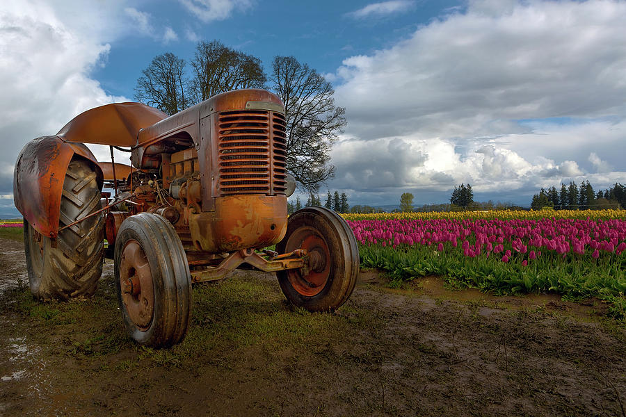 Orange Tractor at Tulip Field Photograph by David Gn