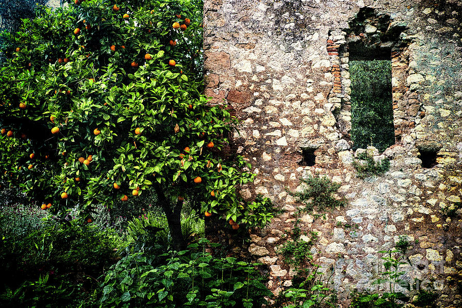 Orange Tree and a Stone Wall Photograph by George Oze